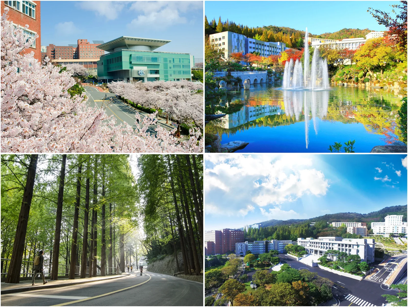 庆南大学最美校园四季 — 樱花·月影池·水杉林荫道·校园全景